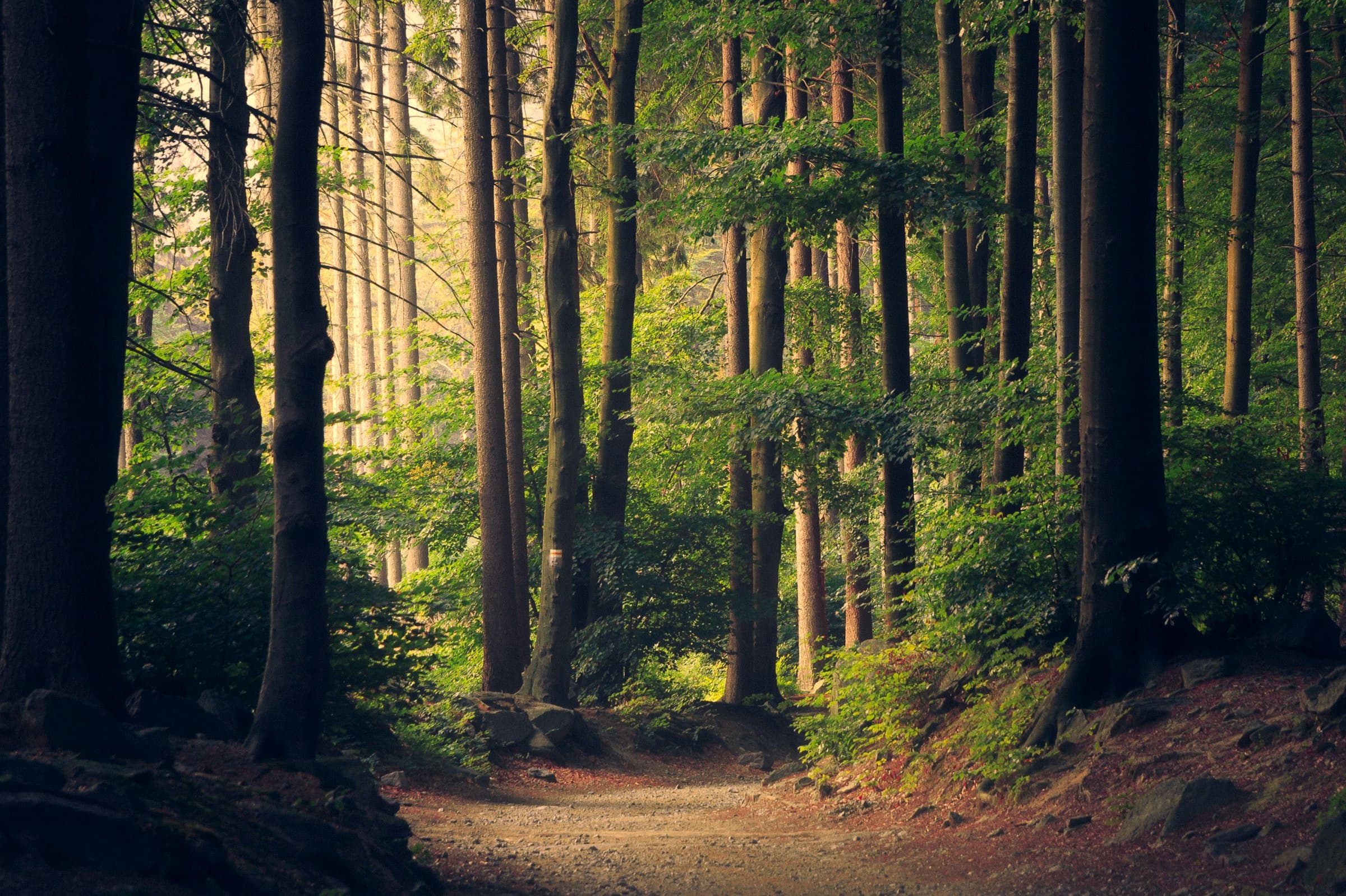 Sunlight through a tall old-growth forest